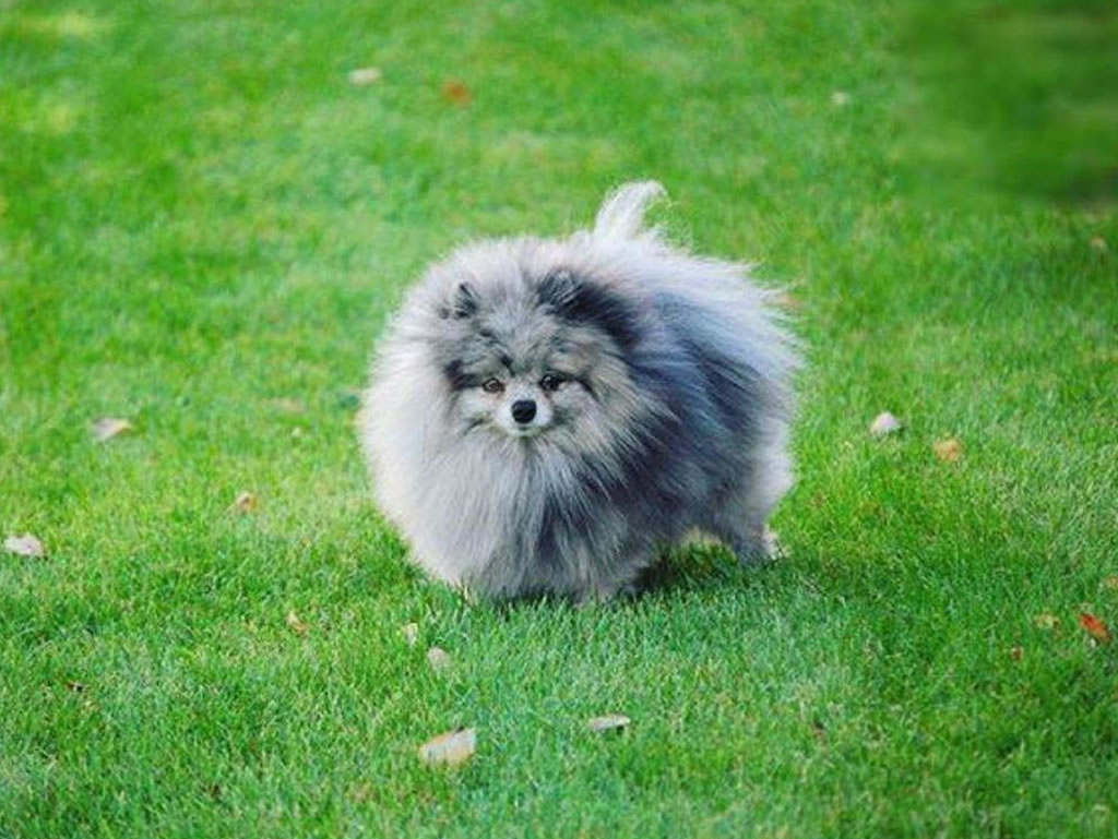 Lulu da hot sale pomerania blue merle